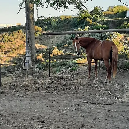 U Zu Peppino Lipari (Isola Lipari)
