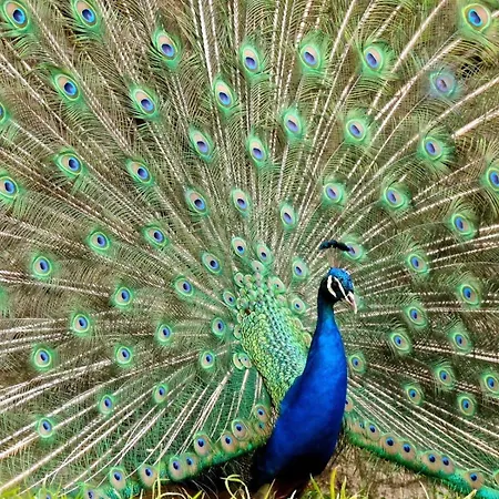 U Zu Peppino Feriegård *