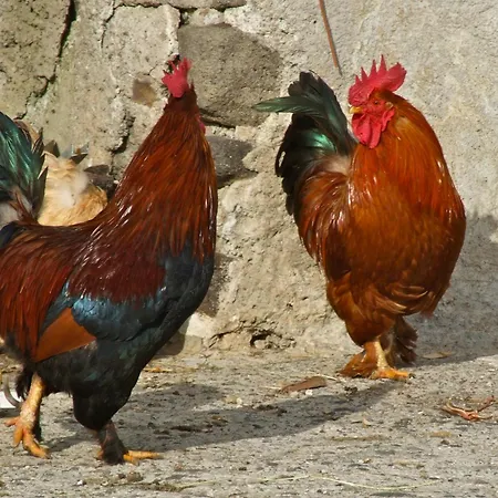 U Zu Peppino * Lipari (Isola Lipari)