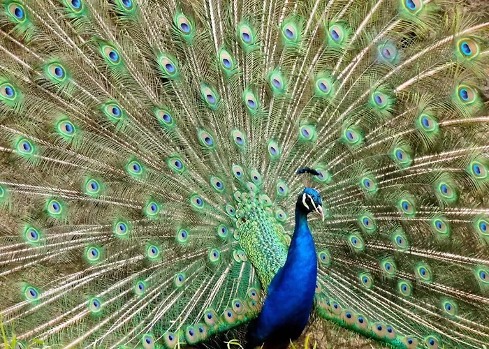 U Zu Peppino Farm stay *