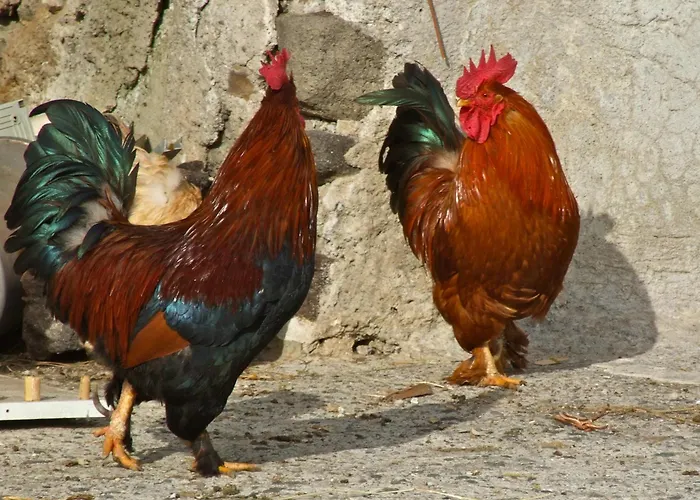 U Zu Peppino * Lipari (Isola Lipari)